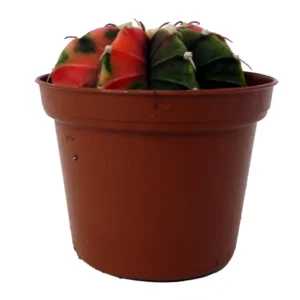 Tye Dye Cactus Gymnocalycium Mihanovichii Variegata - 2 Inch Pot - Unique Succulent
