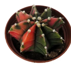 Tye Dye Cactus Gymnocalycium Mihanovichii Variegata - 2 Inch Pot - Unique Succulent
