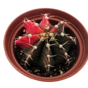 Tye Dye Cactus Gymnocalycium Mihanovichii Variegata - 2 Inch Pot - Unique Succulent