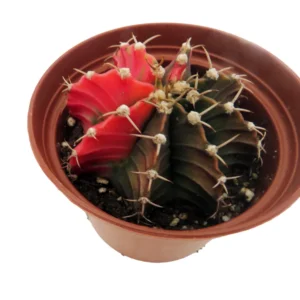 Tye Dye Cactus Gymnocalycium Mihanovichii Variegata - 2 Inch Pot - Unique Succulent