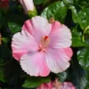 Tye-Dye Wind Wide Hibicus - Hardy Hibiscus Live Plant - 1 Gallon Pot - Colorful Blooms - Garden Ready