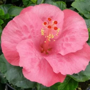 Tye-Dye Wind Wide Hibicus - Hardy Hibiscus Live Plant - 1 Gallon Pot - Colorful Blooms - Garden Ready