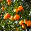 Valencia Orange Seedling- Valencia Orange Citrus Fruit Plants 3-5 Inches Tall Indoor Growlight Healthy Plant