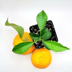 Valencia Orange Seedling- Valencia Orange Citrus Fruit Plants 3-5 Inches Tall Indoor Growlight Healthy Plant