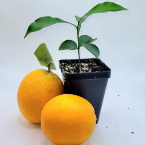Valencia Orange Seedling- Valencia Orange Citrus Fruit Plants 3-5 Inches Tall Indoor Growlight Healthy Plant