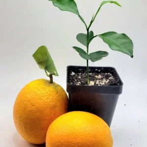 Valencia Orange Seedling- Valencia Orange Citrus Fruit Plants 3-5 Inches Tall Indoor Growlight Healthy Plant