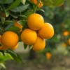 Valencia Orange Trees -Valencia Orange Citrus Fruit Tree- Pot of 2 Small Indoor Grown Seedlings 3-5 inches