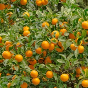 Valencia Orange Trees -Valencia Orange Citrus Fruit Tree- Pot of 2 Small Indoor Grown Seedlings 3-5 inches
