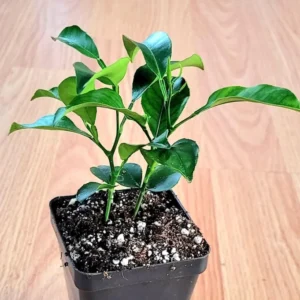 Valencia Orange Trees -Valencia Orange Citrus Fruit Tree- Pot of 2 Small Indoor Grown Seedlings 3-5 inches