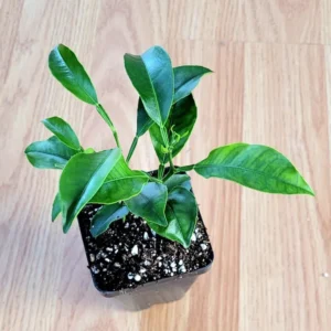 Valencia Orange Trees -Valencia Orange Citrus Fruit Tree- Pot of 2 Small Indoor Grown Seedlings 3-5 inches