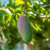 Valencia Pride Mango Tree - Grafted Tropical Fruit Tree - 3 Gallon Pot