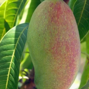 Valencia Pride Mango Tree - Grafted Tropical Fruit Tree - 3 Gallon Pot