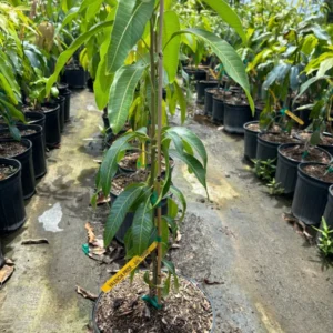 Valencia Pride Mango Tree - Grafted Tropical Fruit Tree - 3 Gallon Pot