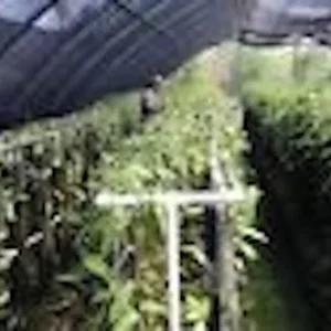 Vanilla Bean Orchid Plant - 3 Vanilla Planifolia Vine - Grow Vanilla Beans