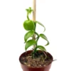 Vanilla Bean Orchid Plant with Wood Pole Vanilla Planifolia - 2.5" Pot - Indoor Vine