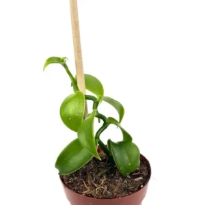 Vanilla Bean Orchid Plant with Wood Pole Vanilla Planifolia - 2.5" Pot - Indoor Vine