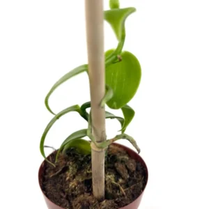 Vanilla Bean Orchid Plant with Wood Pole Vanilla Planifolia - 2.5