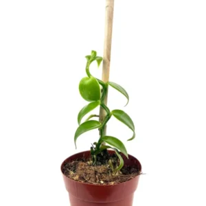 Vanilla Bean Orchid Plant with Wood Pole Vanilla Planifolia - 2.5