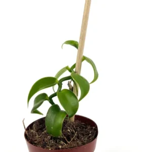Vanilla Bean Orchid Plant with Wood Pole Vanilla Planifolia - 2.5