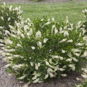 Vanilla Spice Clethra Summersweet Plant - 4 inch Pot - White Blooms