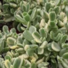 Variegated Bear Paw Succulent - Cotyledon Tomentosa - 2.5" Pot - Collector's Plant