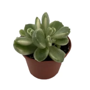 Variegated Bear Paw Succulent - Cotyledon Tomentosa - 2.5" Pot - Collector's Plant