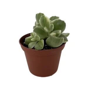 Variegated Bear Paw Succulent - Cotyledon Tomentosa - 2.5