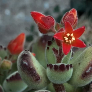 Variegated Bear Paw Succulent - Cotyledon Tomentosa - 2.5