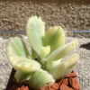 Variegated Cubs Paw Succulent Cotyledon Ladismithiensis Variegata - 2.5" Pot - Fuzzy Leaves