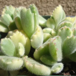 Variegated Cubs Paw Succulent Cotyledon Ladismithiensis Variegata - 2.5