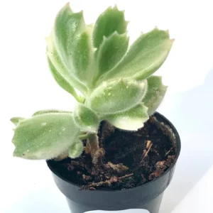 Variegated Cubs Paw Succulent Cotyledon Ladismithiensis Variegata - 2.5