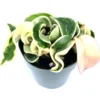 Variegated Hoya Hindu Rope Plant Live Potted 6 inch Houseplant