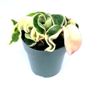 Variegated Hoya Hindu Rope Plant Live Potted 6 inch Houseplant