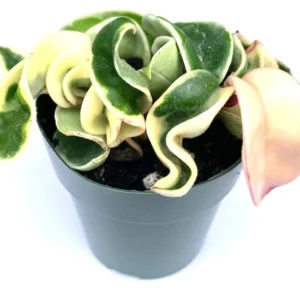 Variegated Hoya Hindu Rope Plant Live Potted 6 inch Houseplant