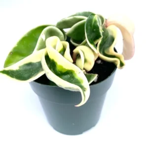Variegated Hoya Hindu Rope Plant Live Potted 6 inch Houseplant