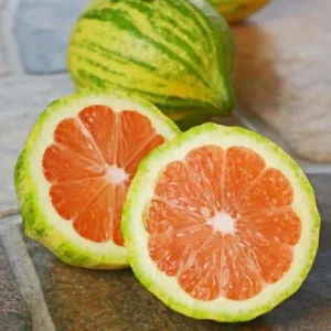 Variegated Lemon Tree - 3-4 Ft Live Grafted Citrus Plant