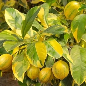 Variegated Lemon Tree - 3-4 Ft Live Grafted Citrus Plant