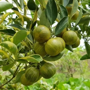 Variegated Lemon Tree - 3-4 Ft Live Grafted Citrus Plant