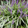 Variegated Lilyturf Live Plant - Liriope Groundcover in 2.5" Pot