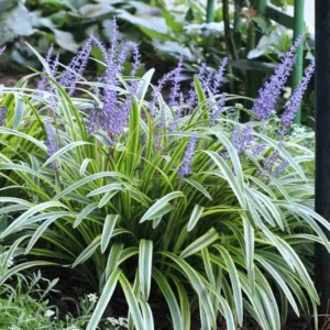 Variegated Lilyturf Live Plant - Liriope Groundcover in 2.5" Pot