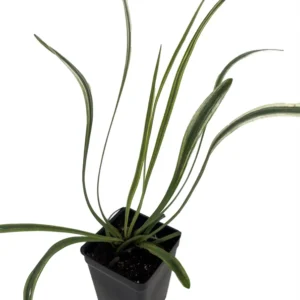 Variegated Lilyturf Live Plant - Liriope Groundcover in 2.5