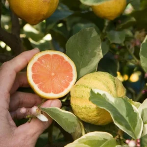 Variegated Pink Lemon Tree Live Plant - 1-2 ft - Citrus Tree Indoor Outdoor