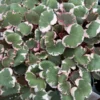 Variegated Strawberry Begonia Plant 2.5" Pot Collector's Houseplant