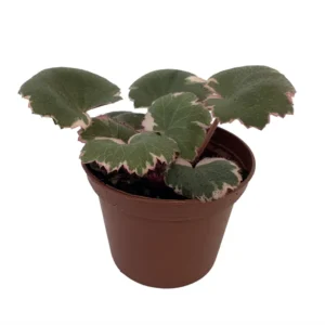 Variegated Strawberry Begonia Plant 2.5" Pot Collector's Houseplant