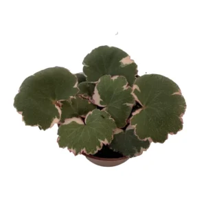 Variegated Strawberry Begonia Plant 2.5