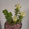 Variegated String of Buttons Succulents Crassula Perforata Variegata - 2 inch Pot