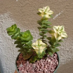 Variegated String of Buttons Succulents Crassula Perforata Variegata - 2 inch Pot