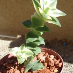 Variegated String of Buttons Succulents Crassula Perforata Variegata - 2 inch Pot