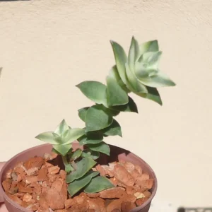 Variegated String of Buttons Succulents Crassula Perforata Variegata - 2 inch Pot