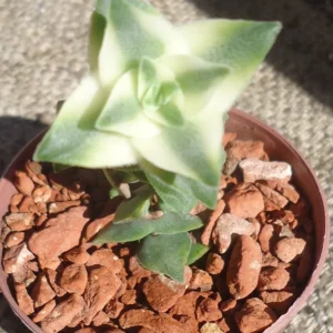 Variegated String of Buttons Succulents Crassula Perforata Variegata - 2 inch Pot